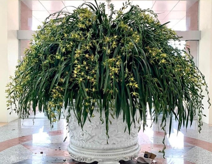 Chậu địa lan kiếm Trần Mộng đã được giao cho doanh nhân ở Hưng Yên. Ảnh: Nhân vật cung cấp.