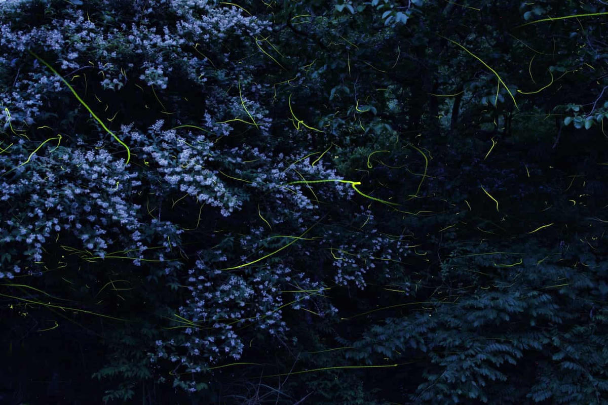 Nhật Bản có tới hơn 40 loài đom đóm. (Ảnh: Kei Nomiyama/The Guardian).