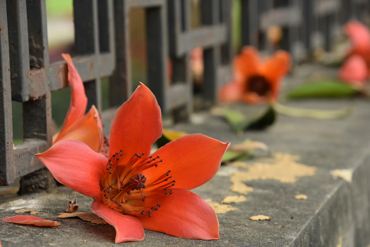 Hoa gạo rụng đầy khuôn viên Bảo tàng tạo nên một cảnh tượng đẹp, không gian lí tưởng để chụp ảnh, check-in.