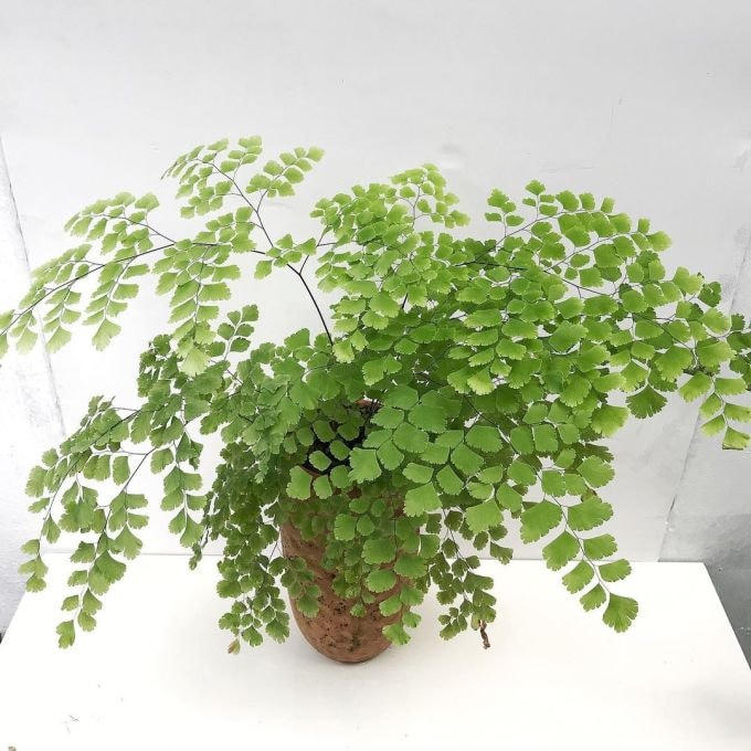 Những cây dương xỉ như tóc thần vệ nữ phát triển tốt trong điều kiện đất ẩm, ít nắng nóng. Ảnh: Khu rừng của Tuấn.