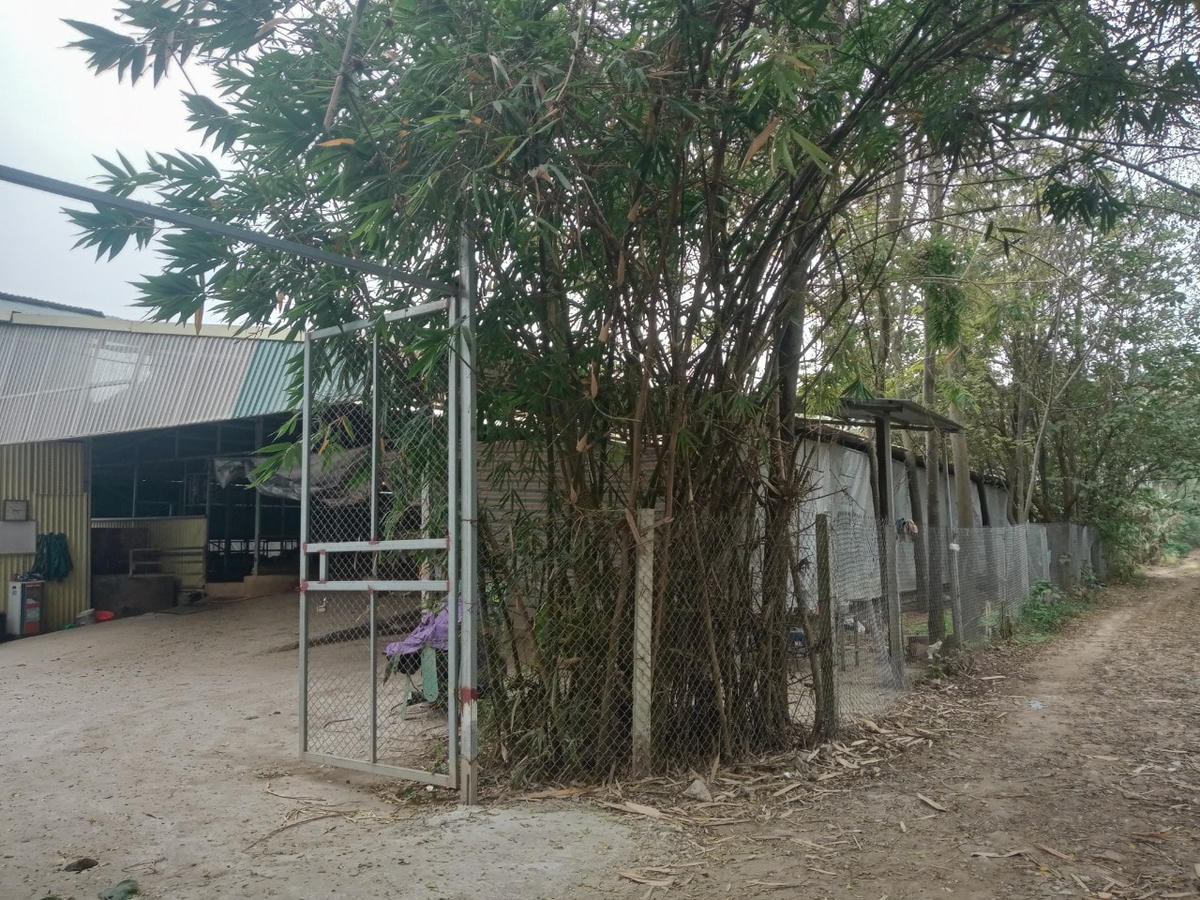 Nhiều trại bò được xây dựng trên bãi bồi Bá - Bồng bị người dân phản ánh.