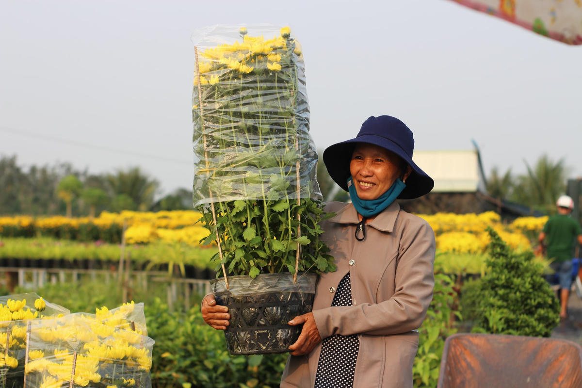 Hoa Cúc được người dân cho vào rọ và vận chuyển đi các tỉnh, thành ĐBSCL.