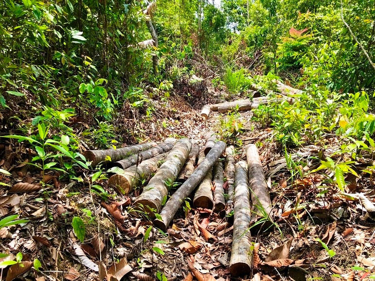 Nhánh, cành, đoạn gỗ còn bỏ lại ở hiện trường.