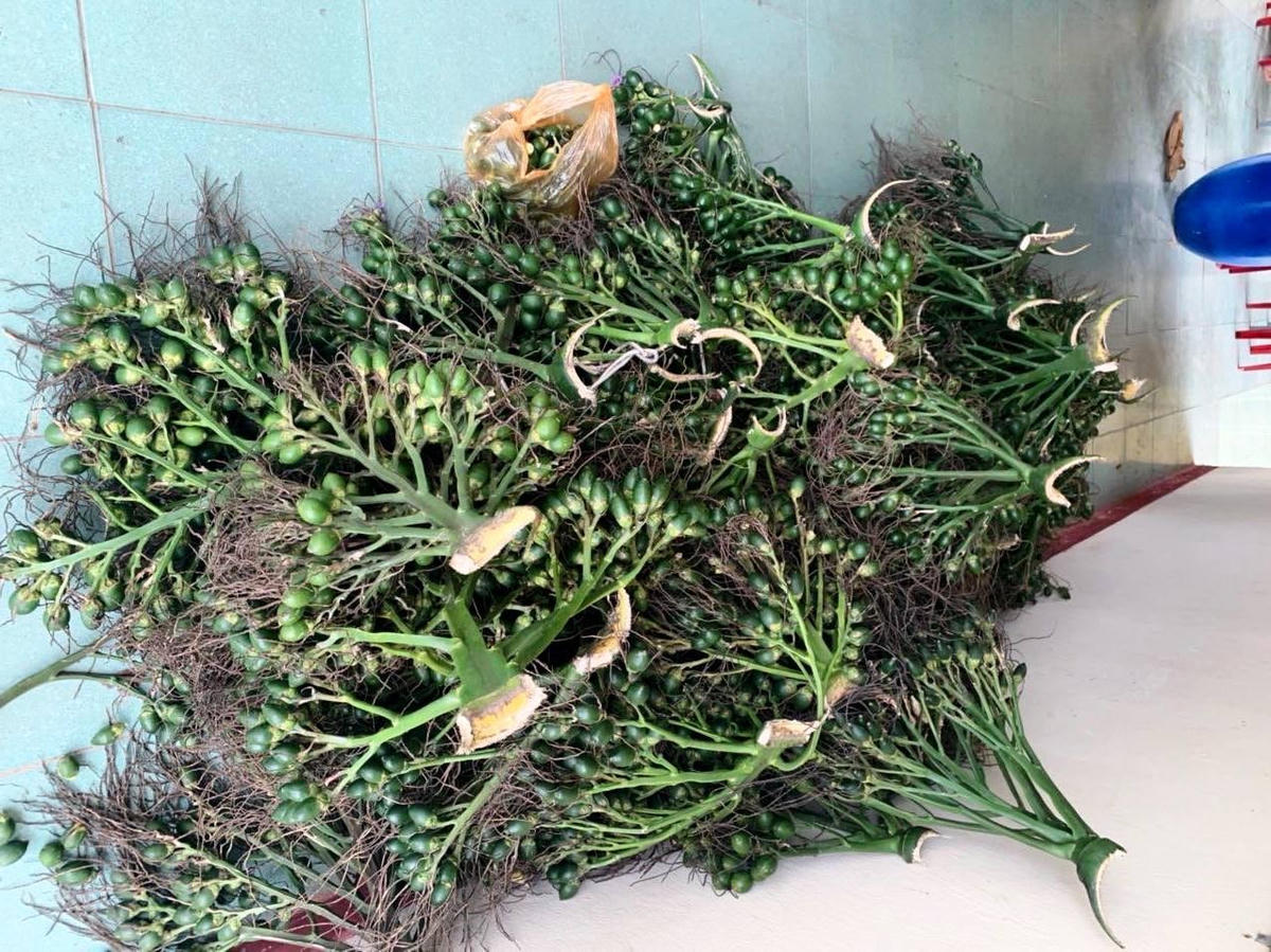 Một trong những buồng cau mà các đối tượng cắt trộm.