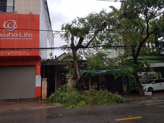 Những cành cây được cắt tỉa để tránh gãy, đổ.