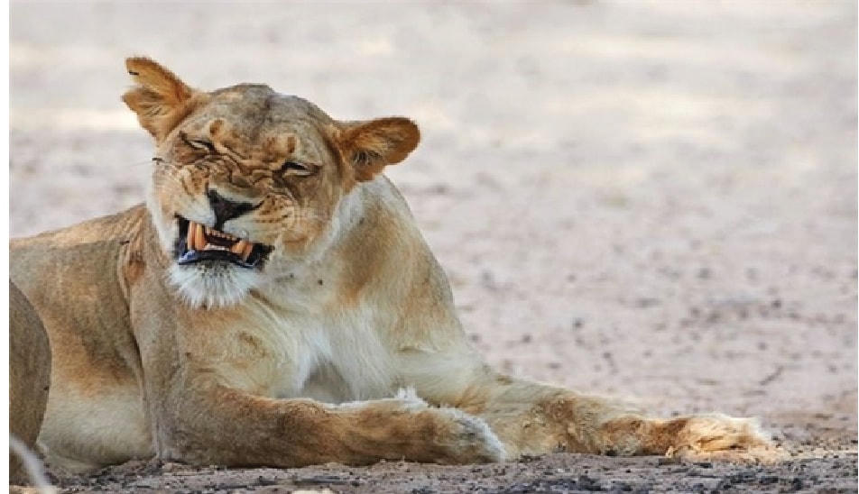 Sư tử tức điên vì bị đàn ong châu Phi tấn công trong công viên động vật hoang dã Kgalagadi, Nam Phi.