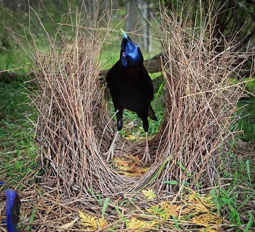Chim đinh viên.