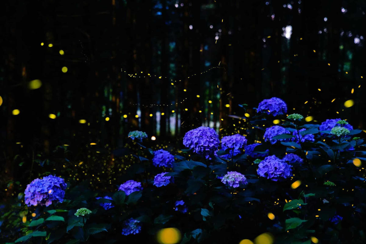Mùa đom đóm ở Nhật Bản trùng với mùa mưa cũng là mùa hoa tú cầu nở. (Ảnh: Kei Nomiyama/The Guardian).