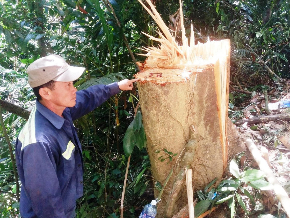 Một cây ươi bị đón hạ tại Vườn Quốc gia Sông Thanh.