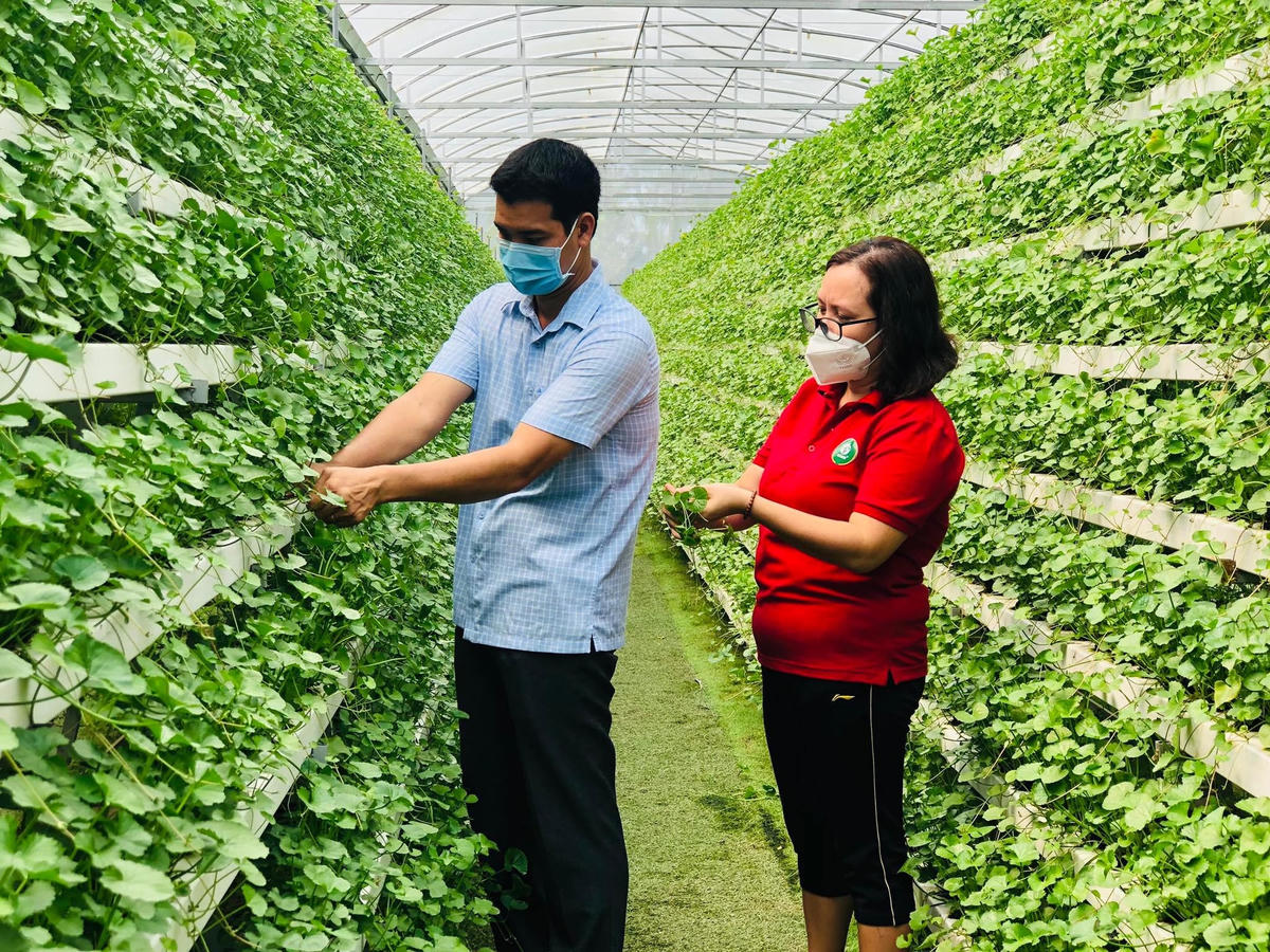 Hiện vườn của anh có 8 giàn tầng chữ A trồng rau má thủy canh. Ảnh: NVCC. 