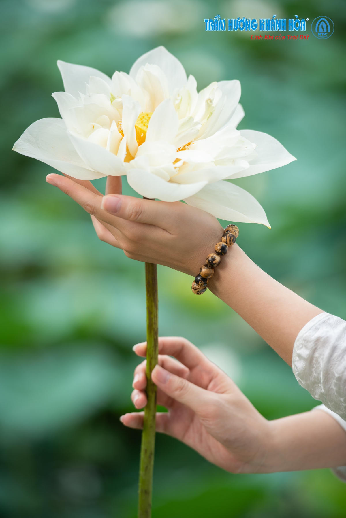 Trà Trầm, rượu Trầm, nước hoa Trầm Hương và không gian văn hoá Thiền Trầm sẽ là những hiện thân tinh tuý của Trầm Hương.