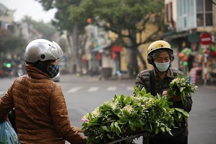 Hoa bưởi được nhiều người Hà Nội mua thưởng thức, do vậy những người bán hoa thường đặt mua hoa từ các nhà vườn ven đô hay từ một số tỉnh Hưng Yên, Hòa Bình… rồi mang vào nội thành cung cấp tới người tiêu dùng. Chị Lan bán hoa cho biết.