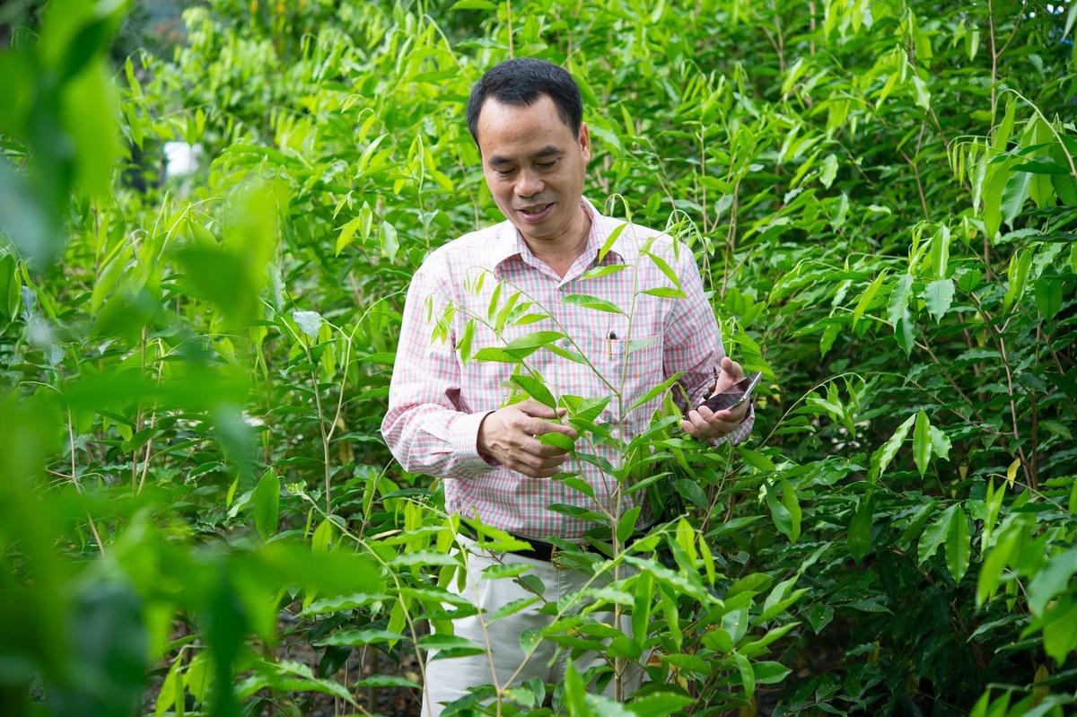 Ông Nguyễn Văn Tưởng trong vườn ươm cây trầm.