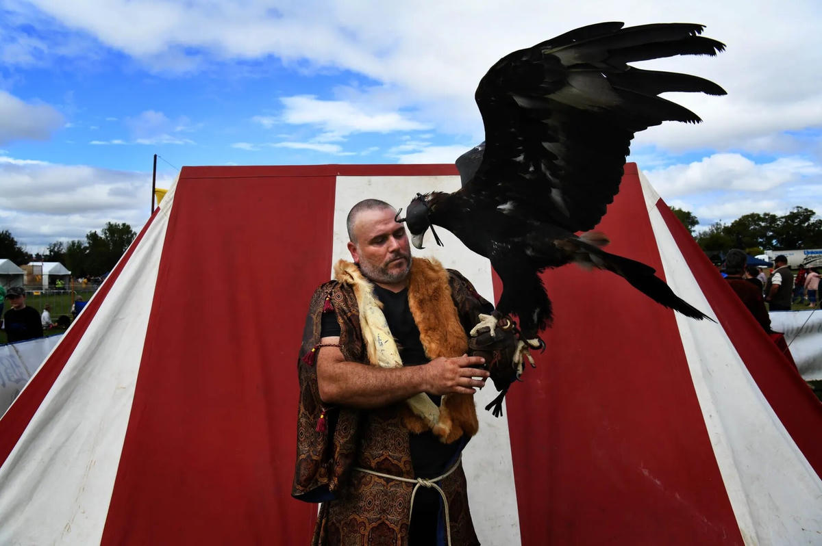 Anh Falconer Jason Jordon tạo dáng Sabrina, một con đại bàng đuôi nêm nặng 4kg. Ảnh: Dean Sewell / Oculi / The Guardian.