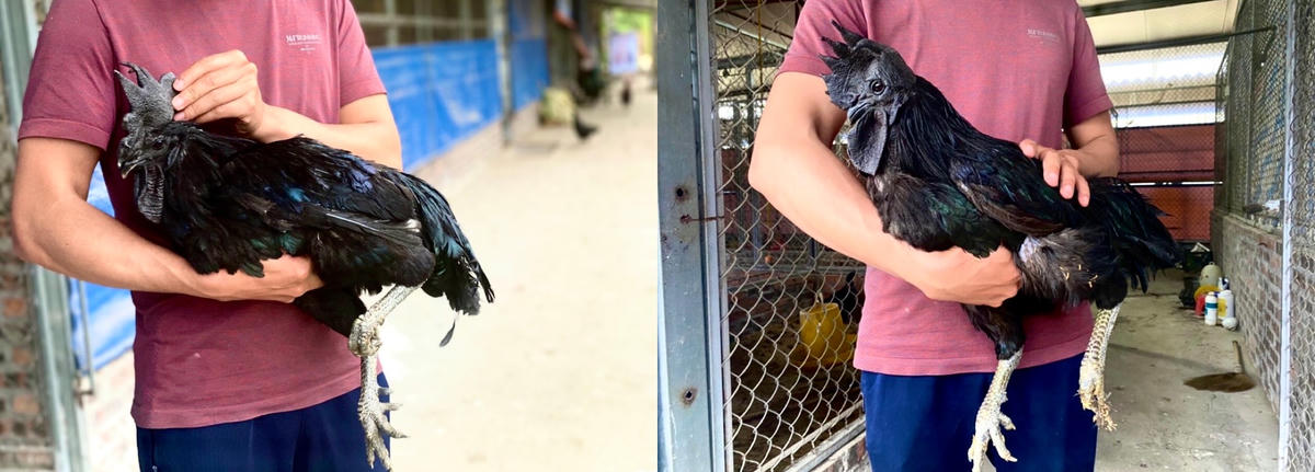 gà "mặt quỷ" có 2 loại đó là gà lông mượt (bên phải) và gà lông xù (bên trái).