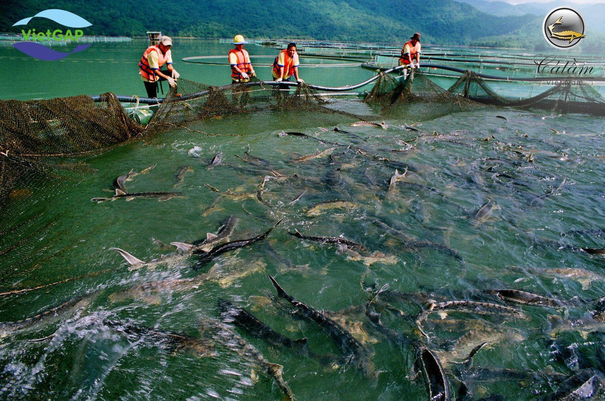 Các hộ dân nuôi cá tầm Việt điêu đứng vì cá tầm Trung Quốc đội lốt.