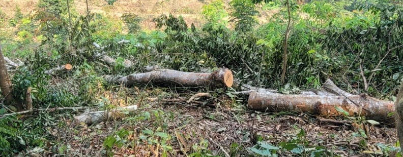 Những cây gỗ lim bị chặt hạ vẫn còn tươi mới.