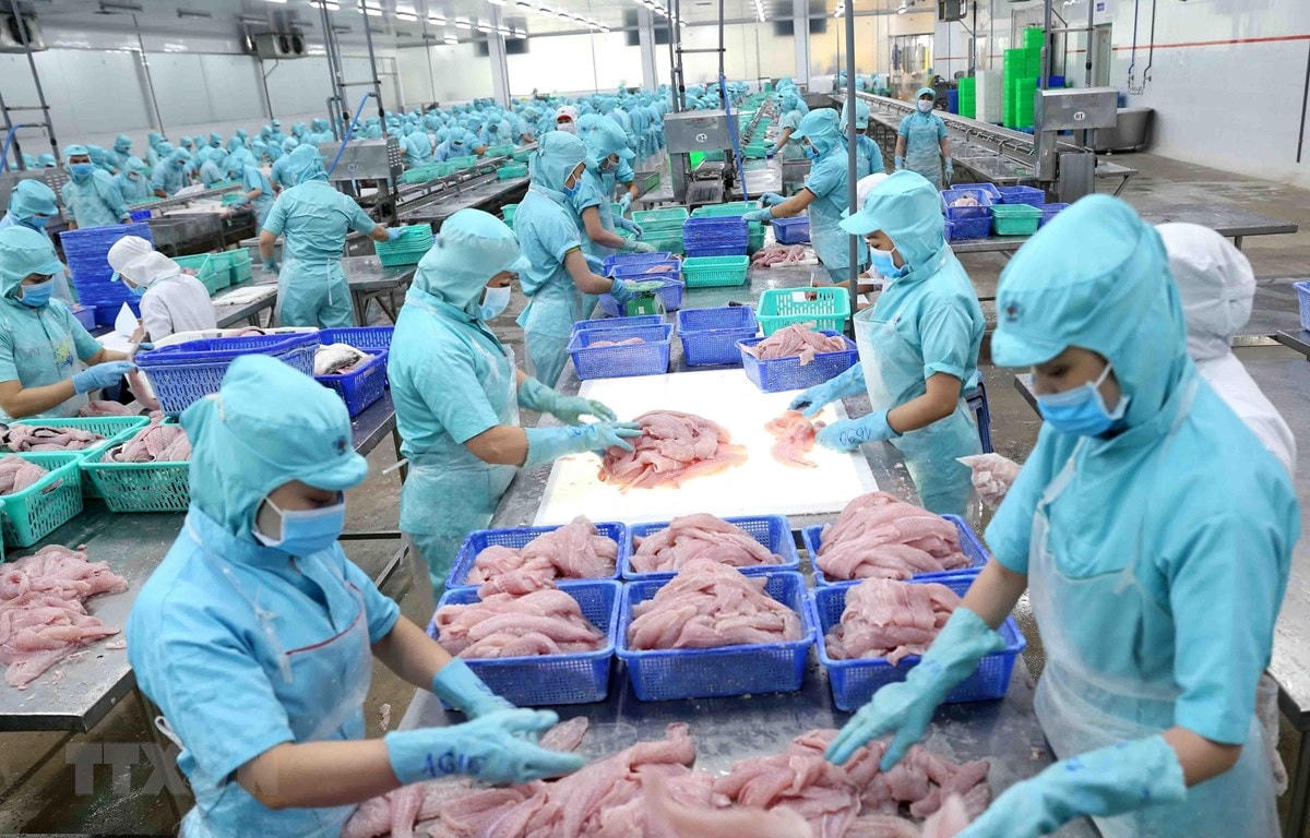 Chế biến cá tra xuất khẩu tại nhà máy của Tập đoàn Sao Mai, An Giang. (Ảnh: Vũ Sinh/TTXVN).