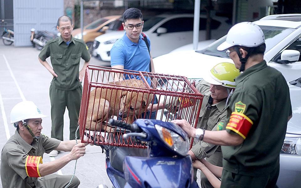 Đội bắt chó thả rông phường Khương Đình, quận Thanh Xuân, Hà Nội.