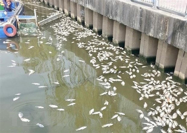 Xác cá chết đầy mặt kênh.