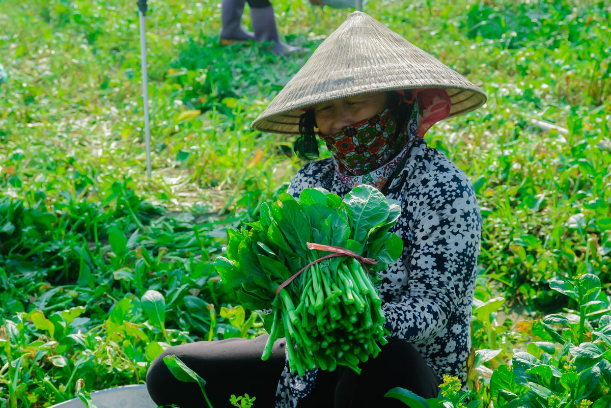 Bà Nguyễn Thị Dũng thôn Đông Cao (xã Tráng Vệ, Huyện Mê Linh cho biết: “Thực hiện Chỉ thị 16 của Thủ tướng Chính phủ để phòng, chống dịch Covid-19, các thôn đều lập chốt kiểm soát, rau không tiêu thụ được ra bên ngoài. Công việc phải ngưng lại do không có người thu mua. Thời gian đó, ngày nào tôi cũng xem ti vi, cập nhật tin tức qua báo, đài chờ ngày được giãn cách”.