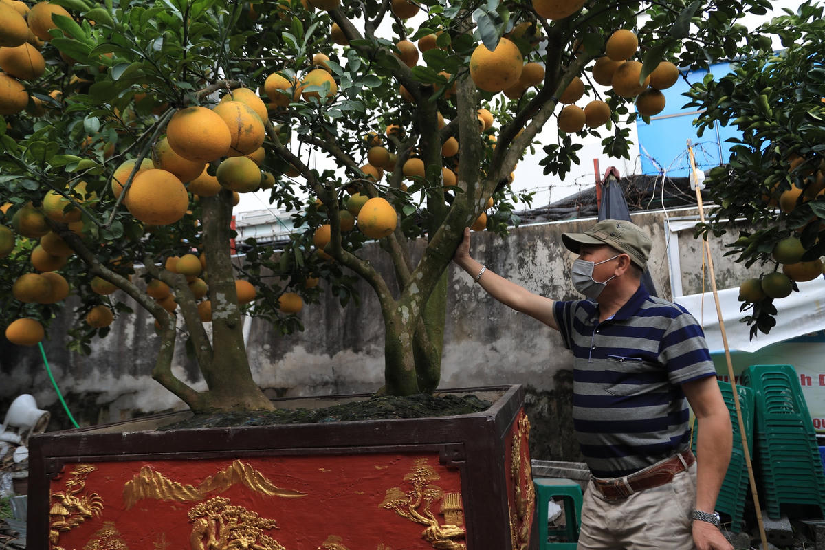 Chia sẻ với phóng viên, ông Nguyễn Kim Thắng chủ vườn bưởi tại Hoài Đức, Hà Nội cho hay, năm nay gia đình ông vận chuyển gần 50 cây bưởi cảnh cùng chục cây chanh tứ quý để phục vụ cho người dân có nhu cầu mua chơi Tết sớm.