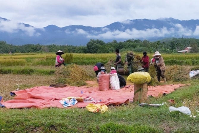 Bà con xã Thượng Long( Nam Đông) gặt lúa giúp bà con thôn 6 đang phong tỏa.