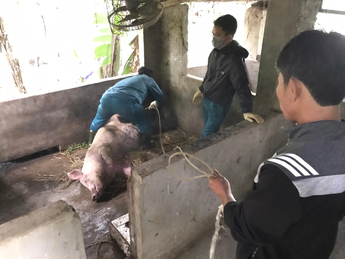 Tính đến ngày 7/4, toàn tỉnh Nghệ An đã có hơn 1,7 ngàn hộ chăn nuôi bị dịch tả lợn châu Phi tấn công.