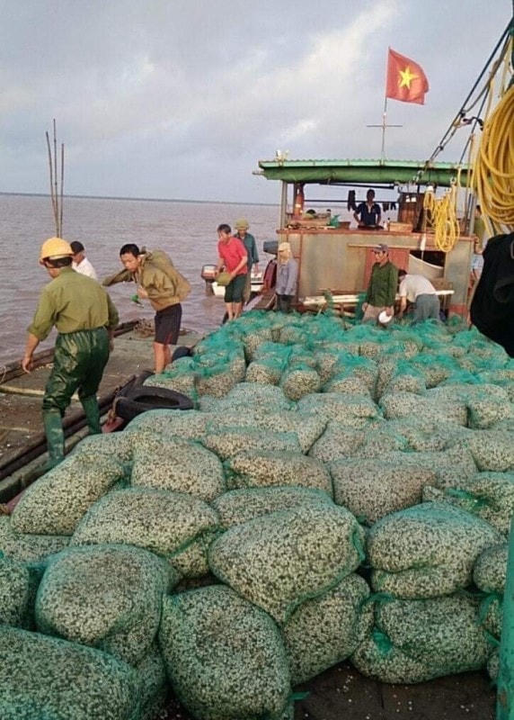 Doanh nghiệp khai thác cát rầm rộ, khiến người nuôi ngao ở phường Tràng Cát bị ảnh hưởng nghiêm trọng.