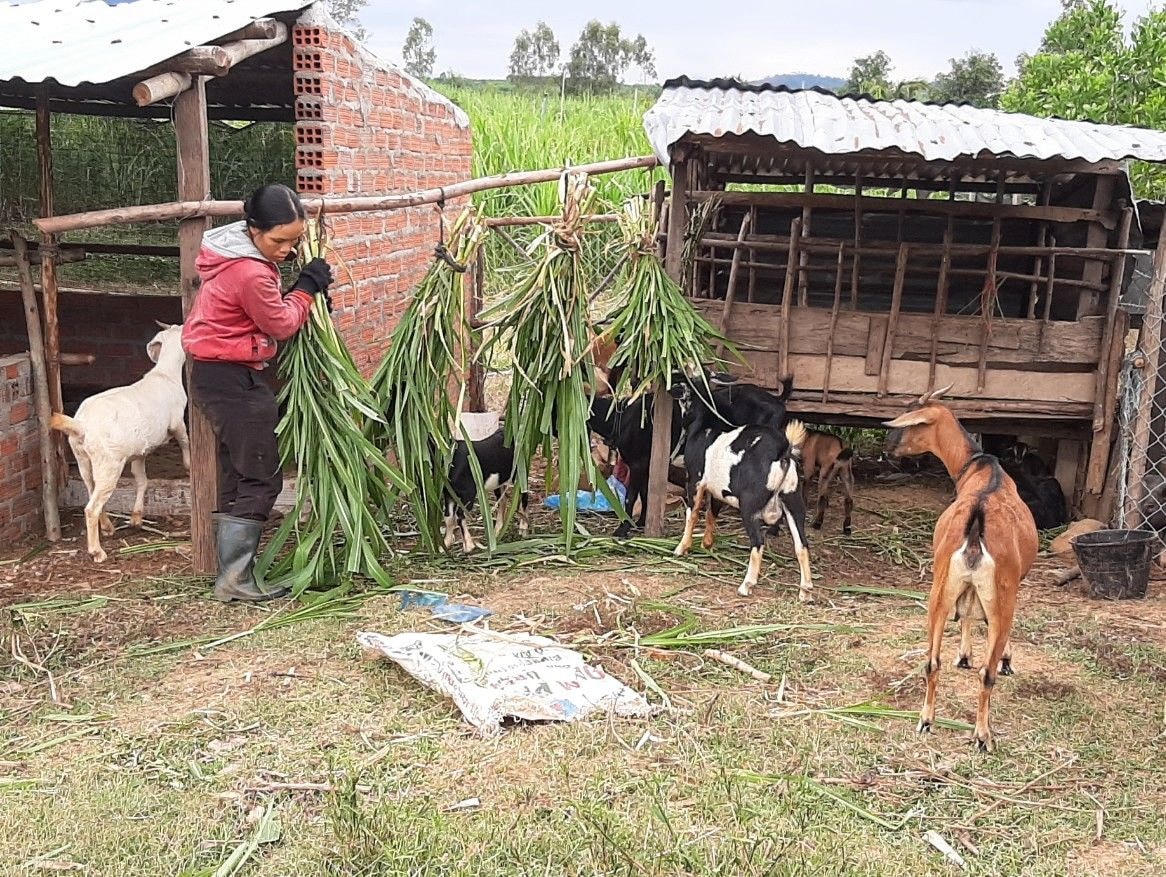 Gia đình anh Đinh Lay, làng Tờ Mật, đã có đàn gia súc ổn định với 11 con dê, 3 con bò.  