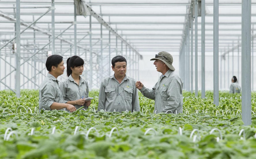 Dự án trồng rau nhà kính VinEco Tam Đảo, Vĩnh Phúc.