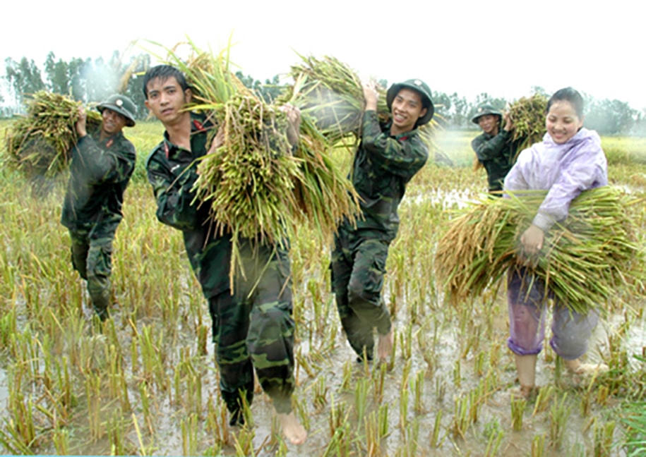 Bộ đội gặt lúa giúp dân tránh bão.