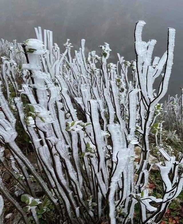 Sa Pa 'đông cứng' trong băng tuyết, đỉnh Khau Phạ cũng 'hóa đá'