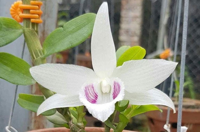 Tăng cường quản lý thuế đối với giao dịch 'lan đột biến'