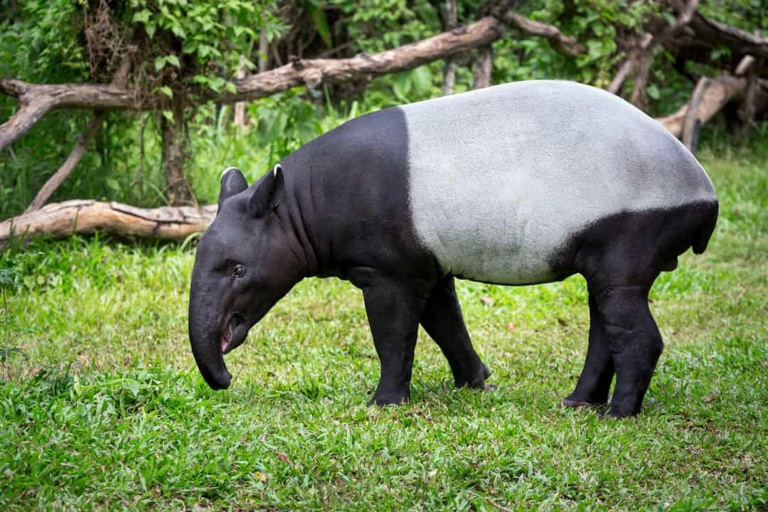 [ẢNH] Những động vật có chiếc mũi đặc biệt