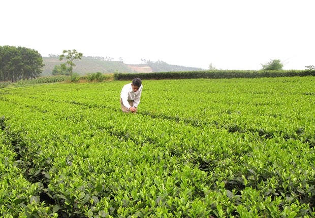 Chè là một trong những cây trồng chủ lực trong phát triển kinh tế ở Phú Thọ.