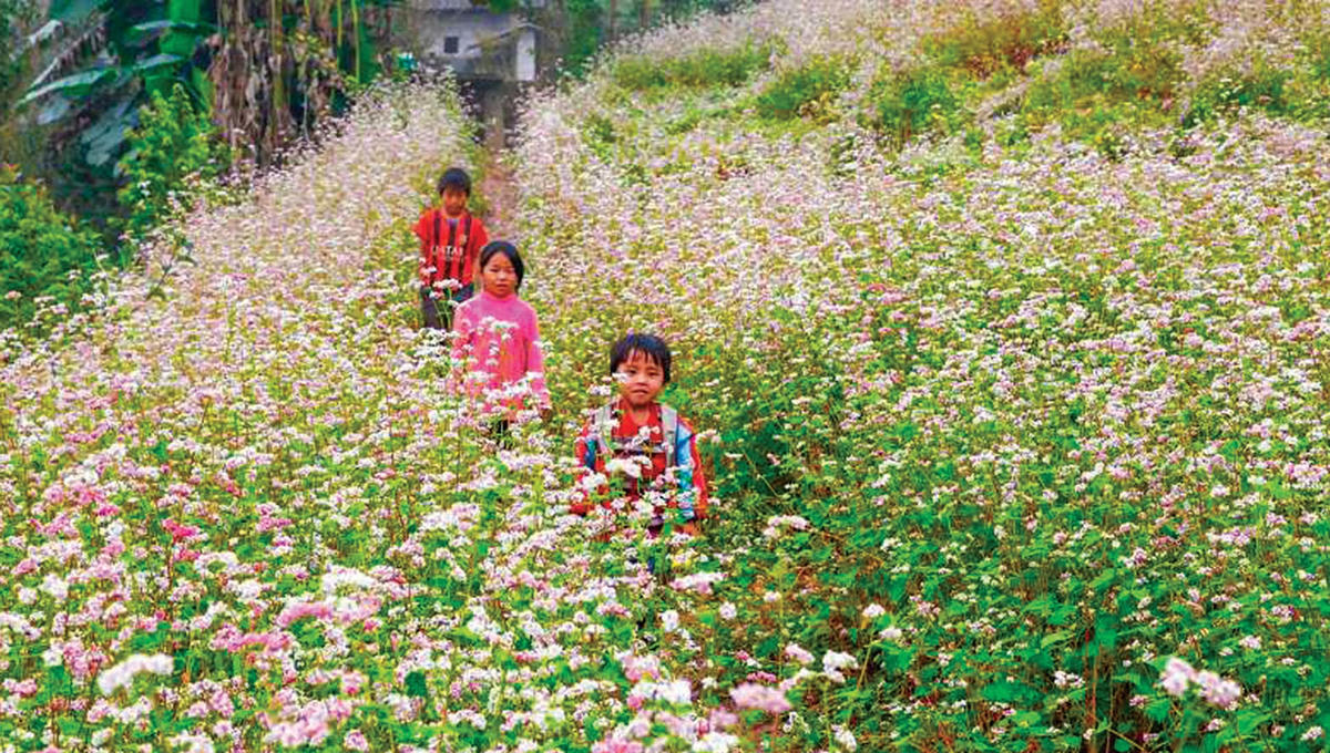 Những đứa trẻ trên nương hoa tam giác mạch.