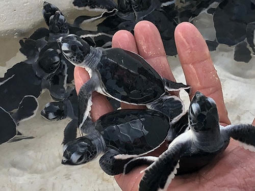 Thả 45 cá thể rùa về biển.
