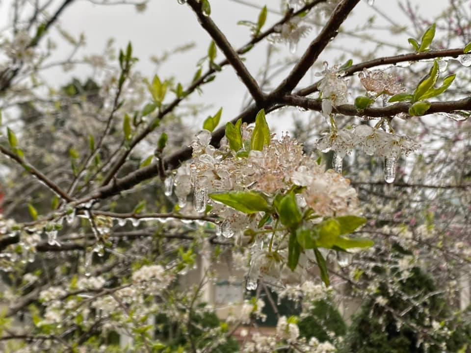 Băng giá xuất hiện trên diện rộng tại huyện Mèo Vạc