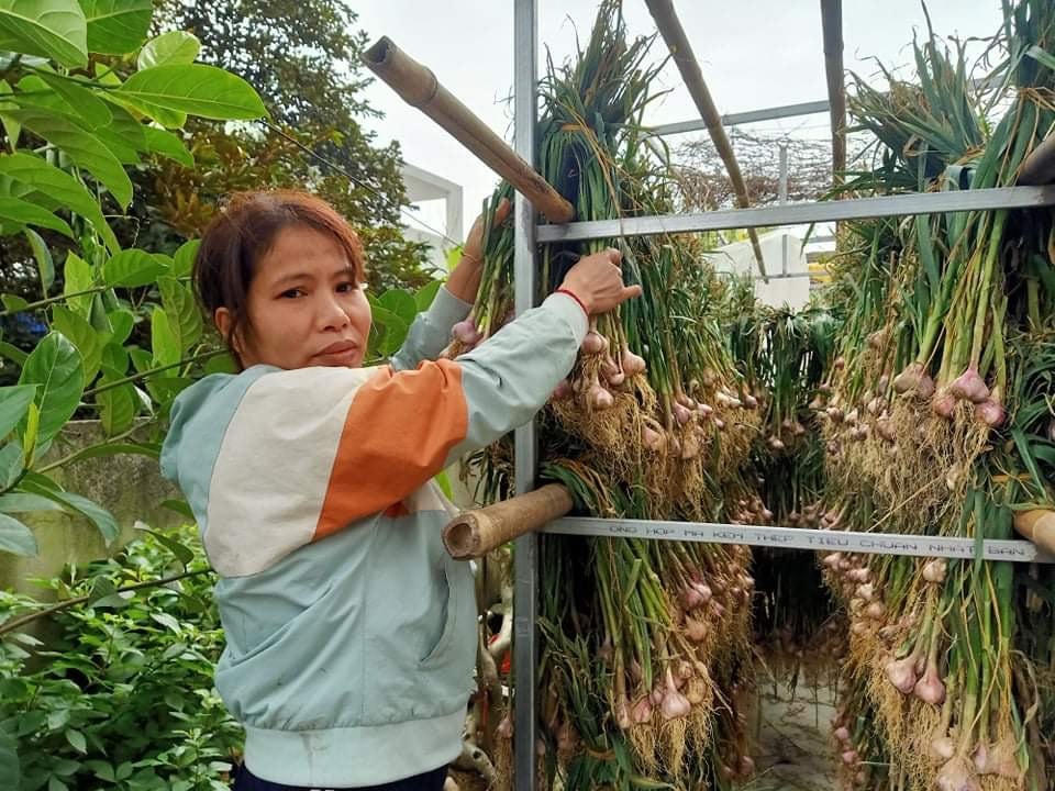 Hải Dương: Hành, tỏi mất mùa, rớt giá 