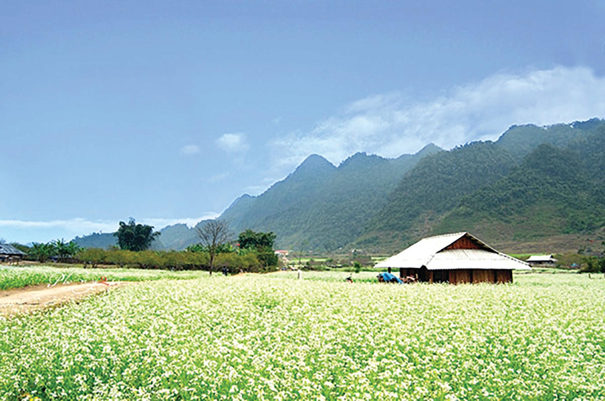 Vẻ đẹp lãng mạn của một thảo nguyên xanh mát.