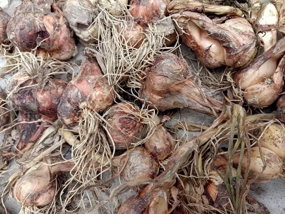 Hải Dương: Hành, tỏi mất mùa, rớt giá 