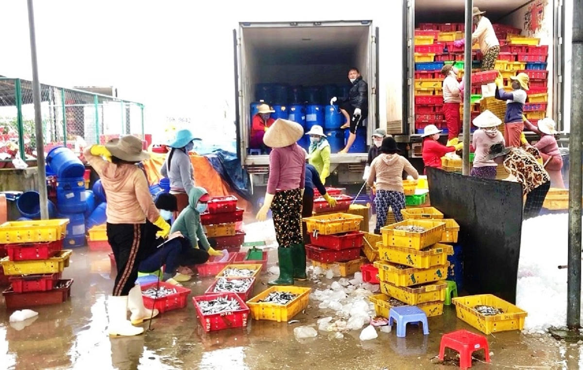 Ngư dân đang phân loại cá nục để bán giá cao.