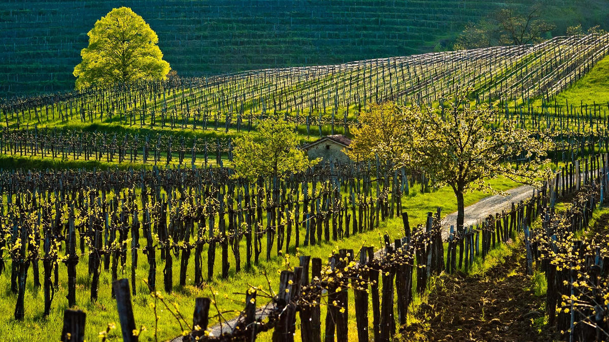 Vườn nho ở làng Slap, thung lũng Vipava, Slovenia. Ảnh: Vipavska.