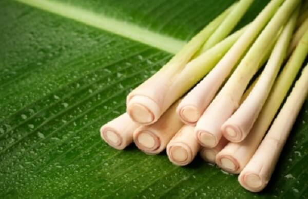 Tác dụng phòng chống bệnh ung thư của cây sả.