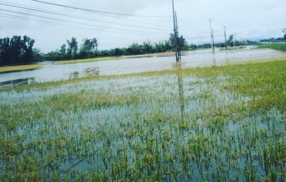 Nhiều diện tích lúa ở huyện Phú Ninh bị ngập nước.