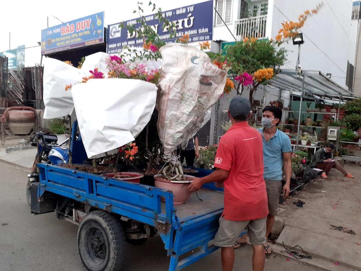 Hoa giấy là một trong những loại hoa có giá khá mềm và rực rỡ nên được nhiều người lựa chọn trưng ngày Tết.