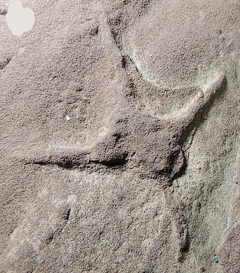 Dấu chân chim mới được phát hiện. (Nguồn: diariomarca.com.mx).
