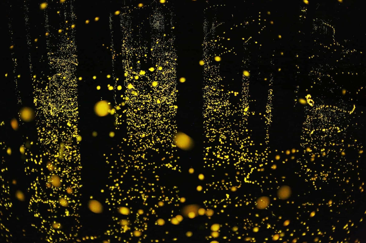 Một số bức ảnh của nhiếp ảnh gia Kei Nomiyama được phơi sáng trong hơn 20 phút và tạo nên những dòng sông ánh sáng. (Ảnh: Kei Nomiyama/The Guardian).