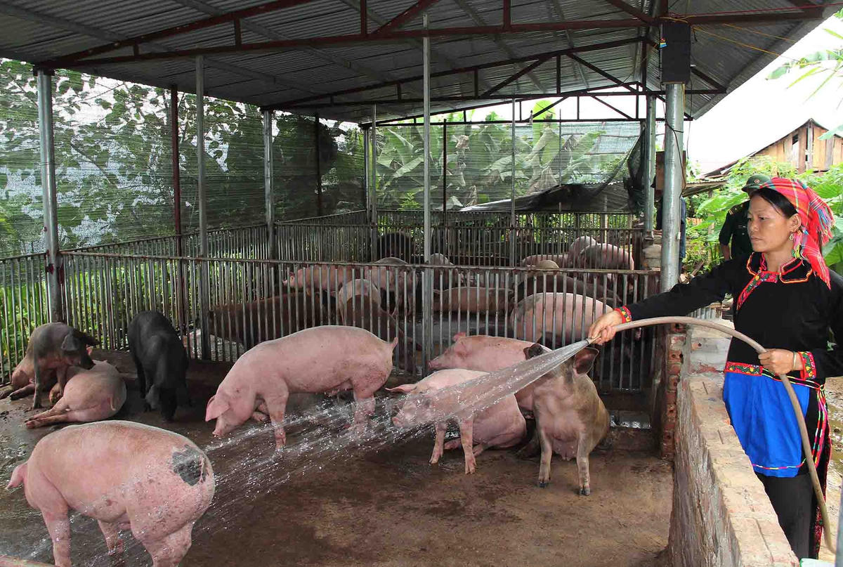 Phụ nữ Hà Nhì chịu khó học hỏi cách chăn nuôi gia súc.